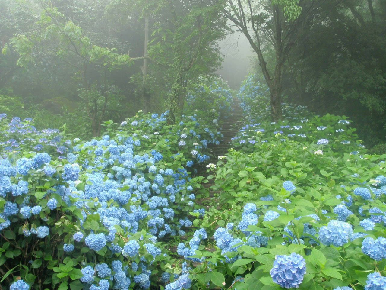 六月賞花 大阪五大賞紫陽花 繡球花 名所