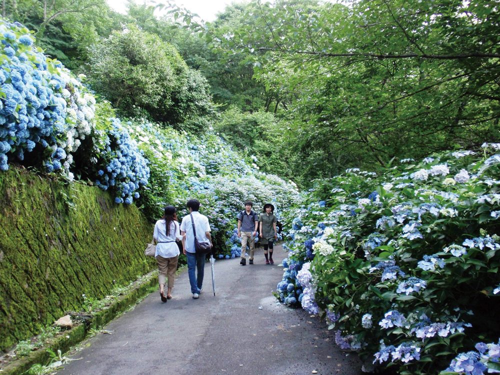 六月賞花 大阪五大賞紫陽花 繡球花 名所