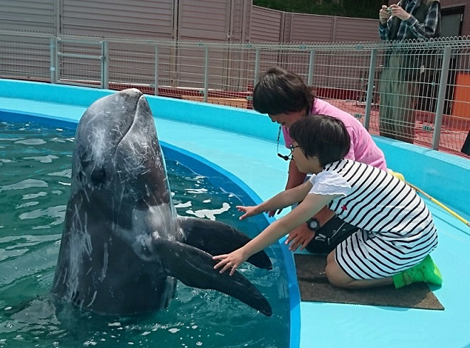 大阪親子 世界牧場 親親海豚 與海豚握手