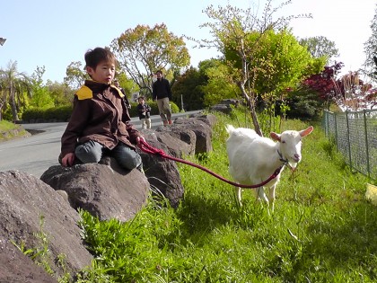 大阪親子 世界牧場 與山羊散步