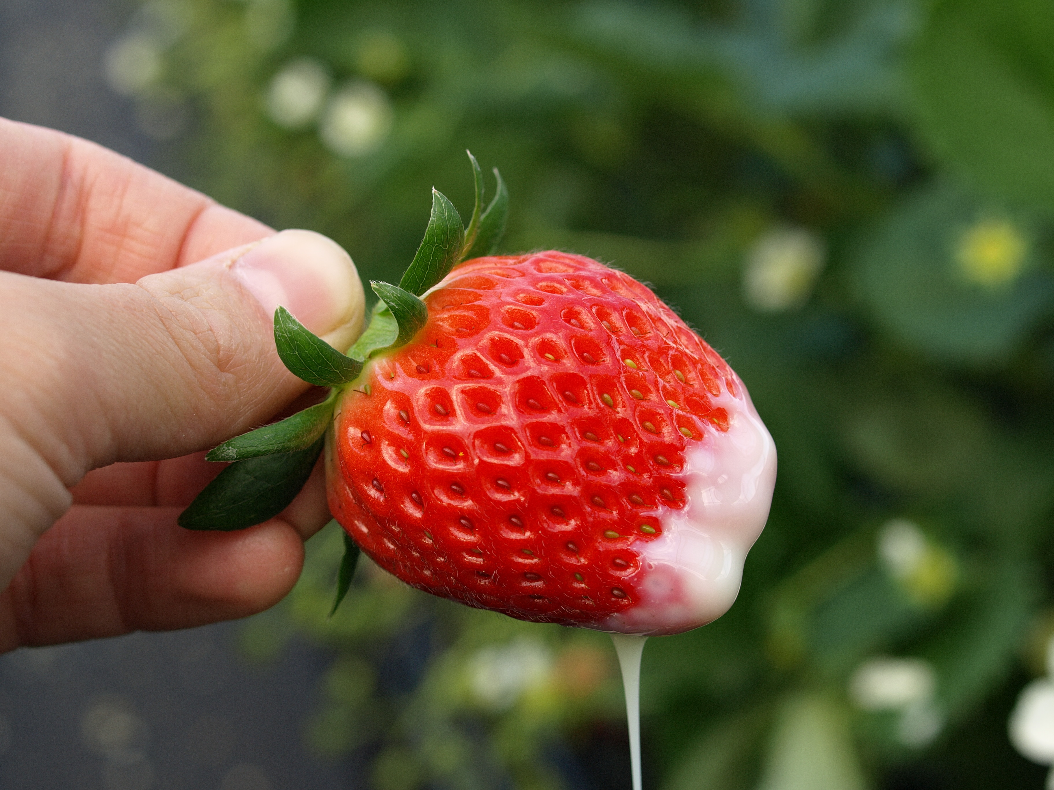 東京草莓放題