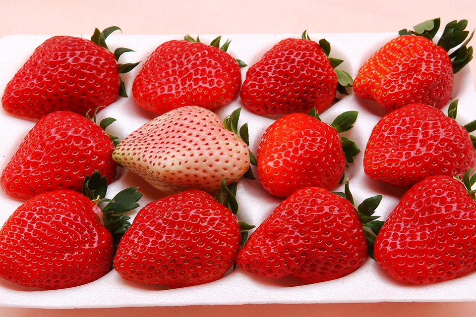 東京摘草莓