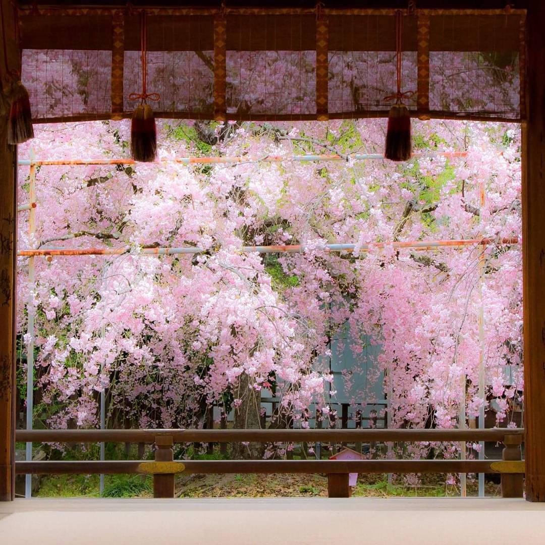 京都 櫻花預想 平野神社