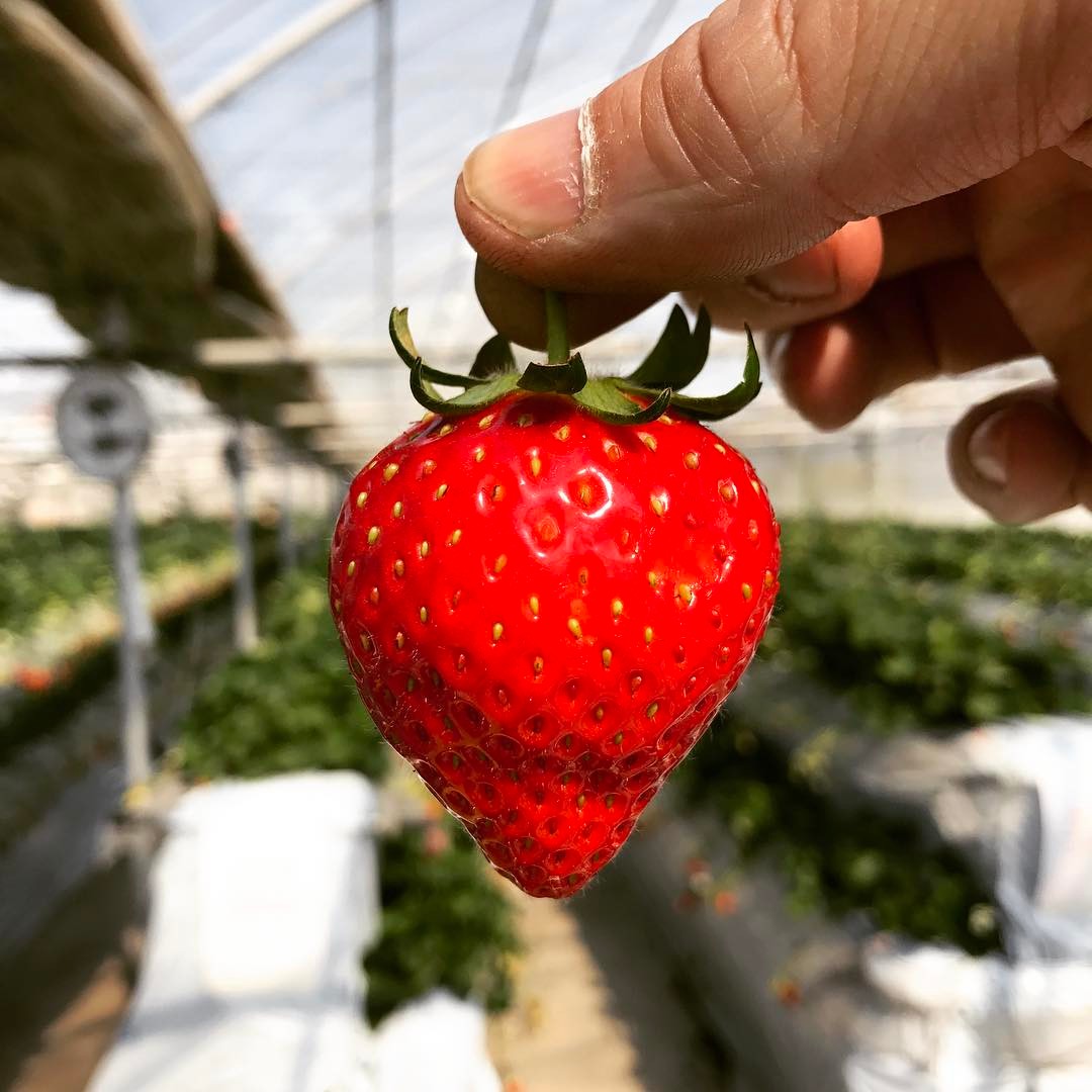 草莓放題