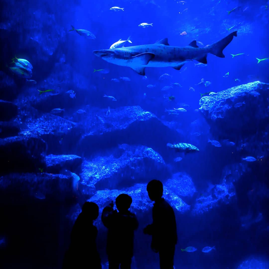 東京親子自由行必去景點：墨田水族館 Sumida Aquarium