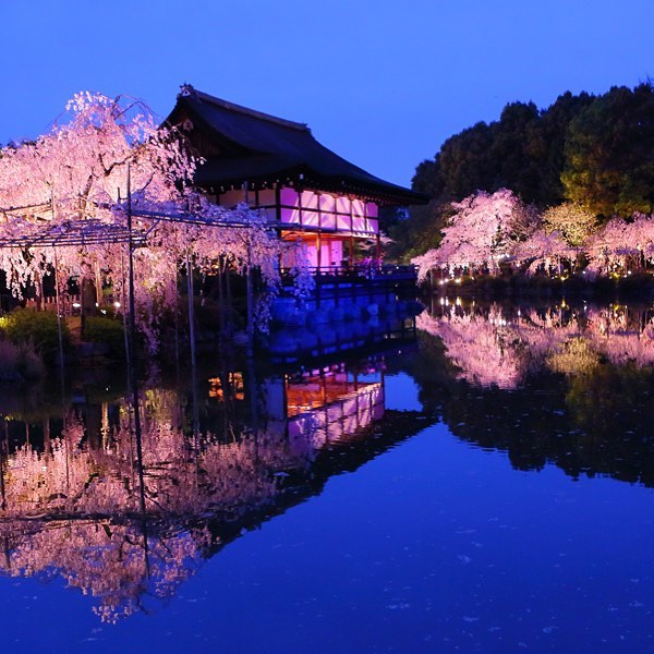 京都必去 櫻花景點