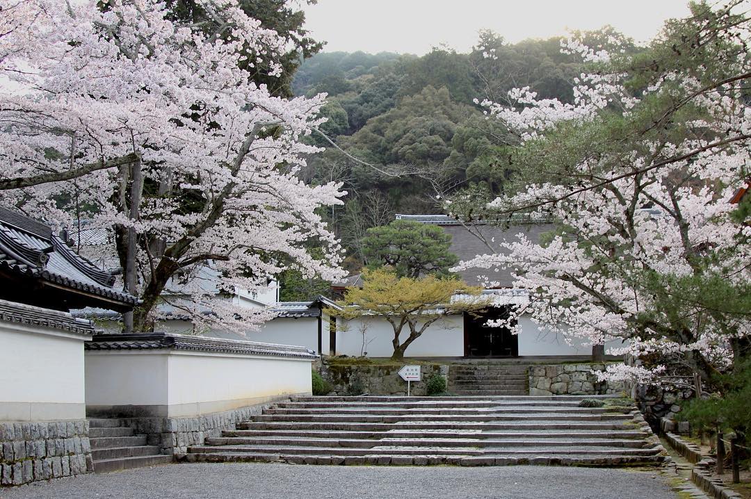 京都 南禪寺 櫻花景點