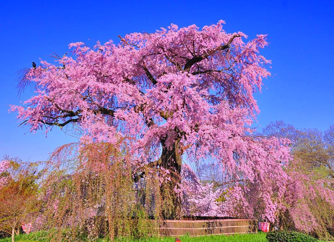 京都 櫻花 圓山公園