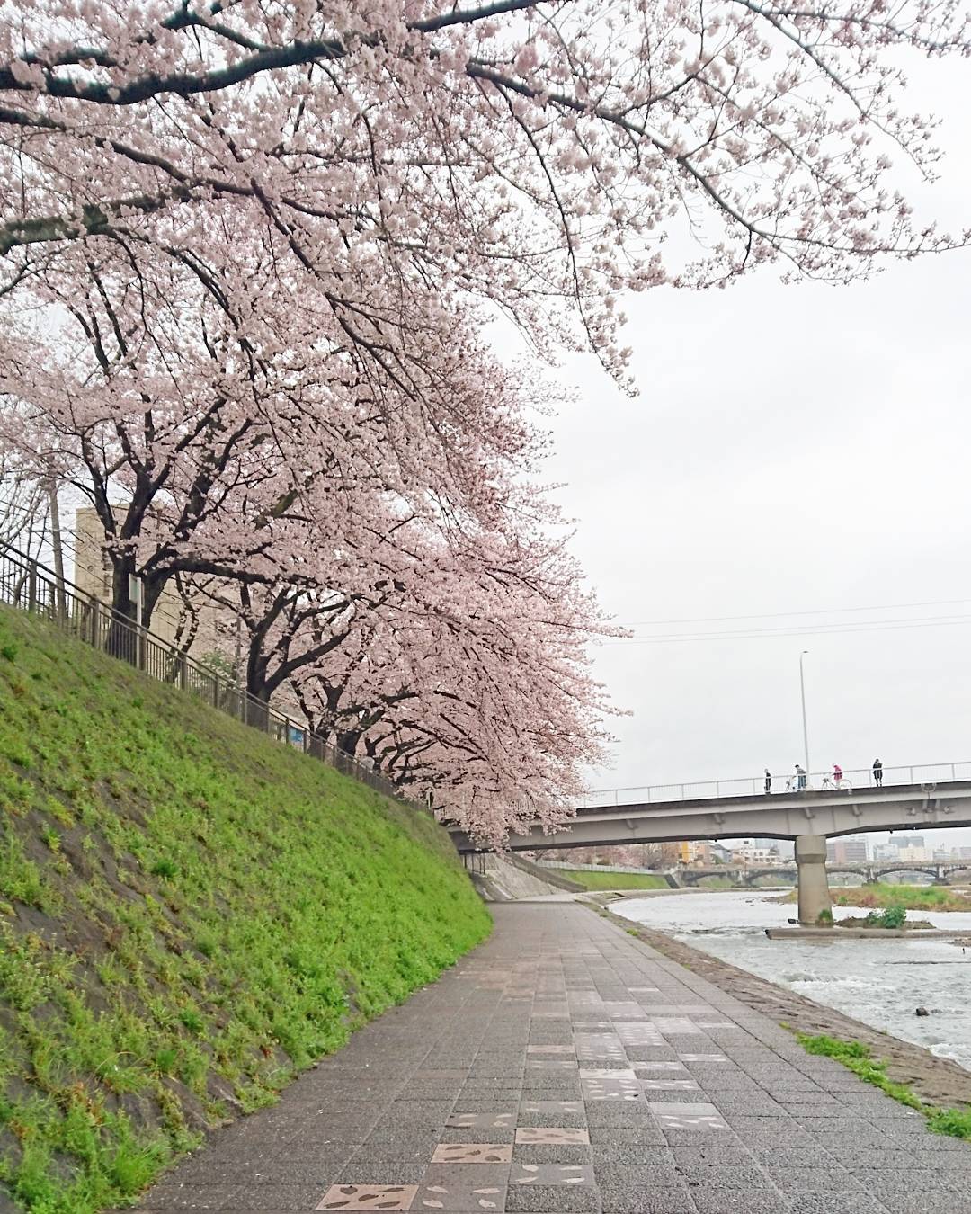 京都 鴨川 櫻花
