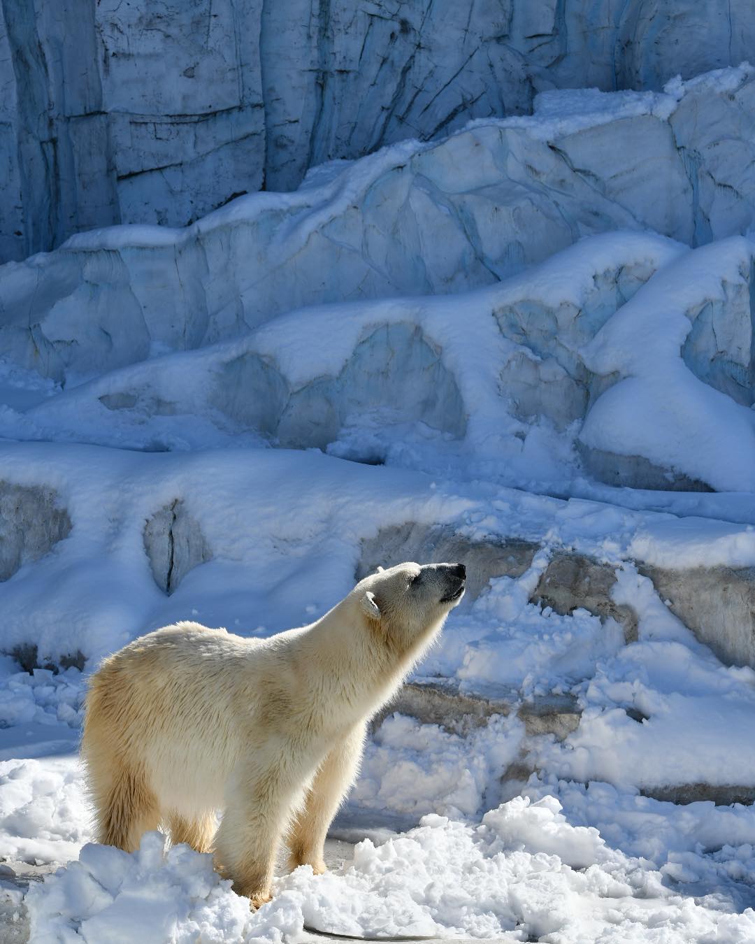 東京親子自助遊必去景點：上野動物園（北極熊）
