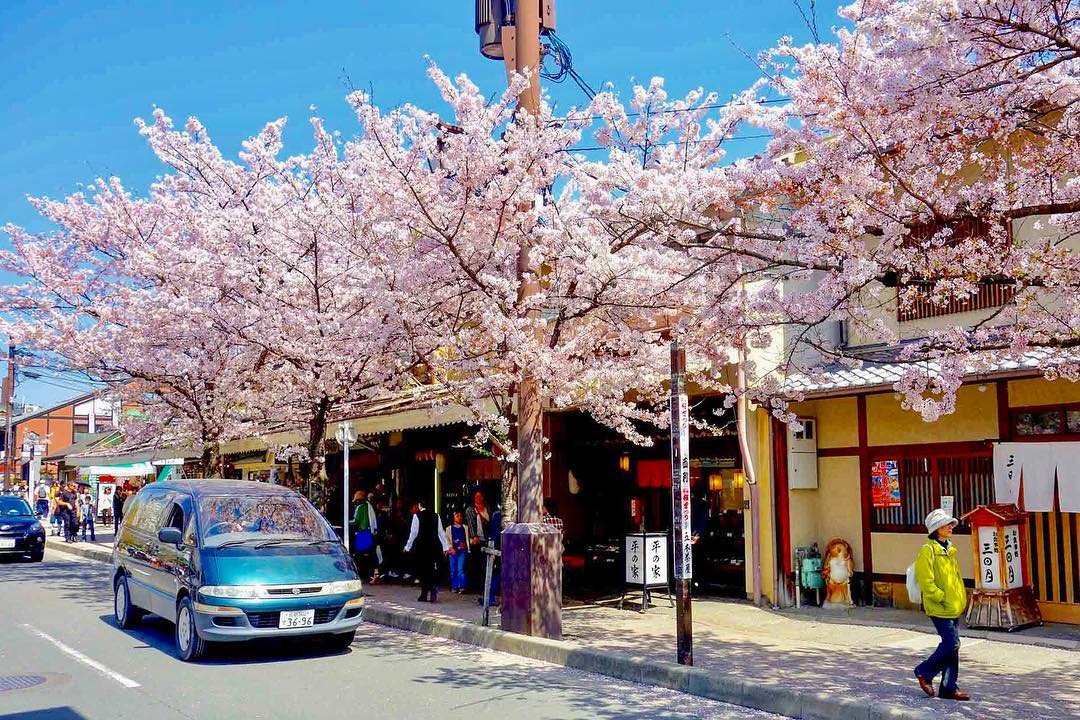 日本 櫻花2019 嵐山