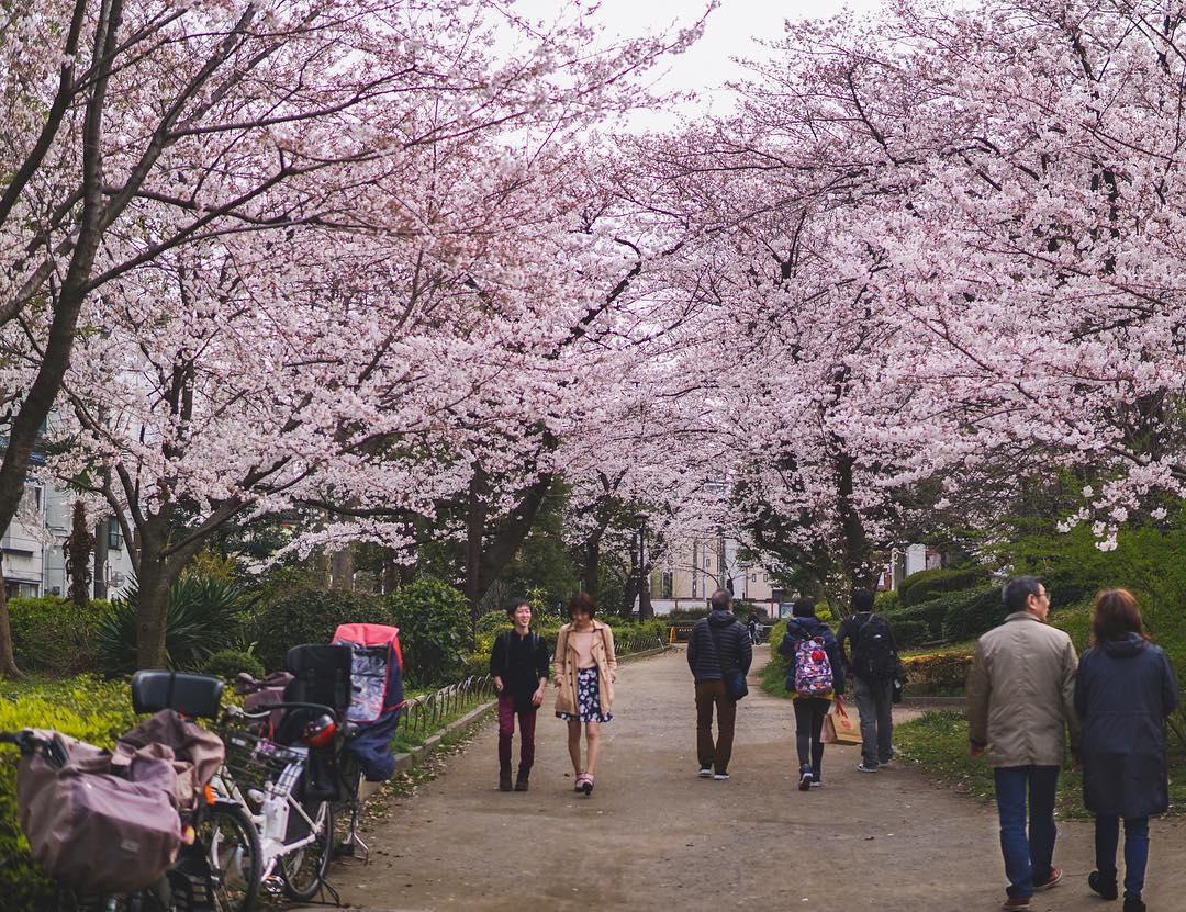 穿和服看櫻花！漫步淺草一日遊  隅田公園