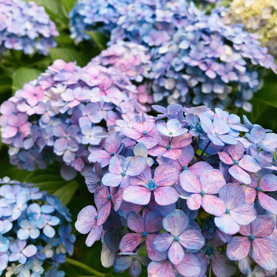紫陽花 日本 繡球花