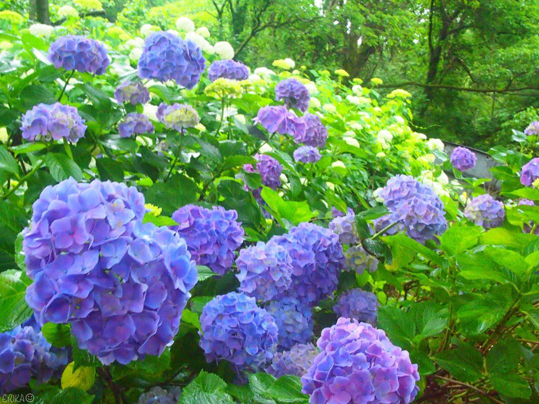 日本 紫陽花