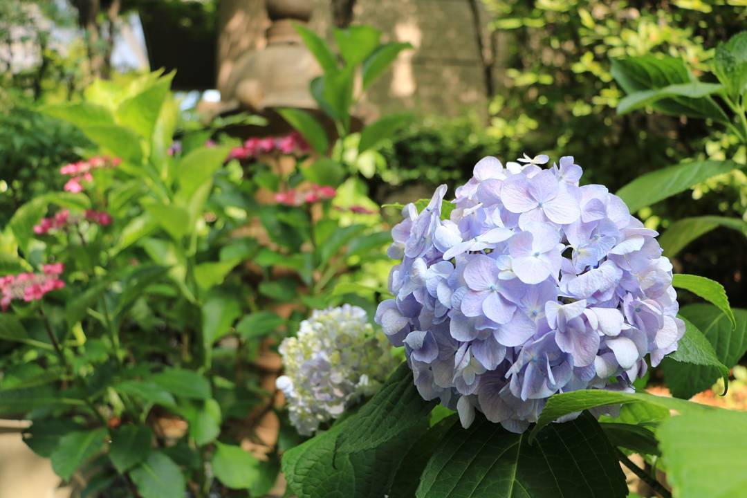 6月 日本 賞花