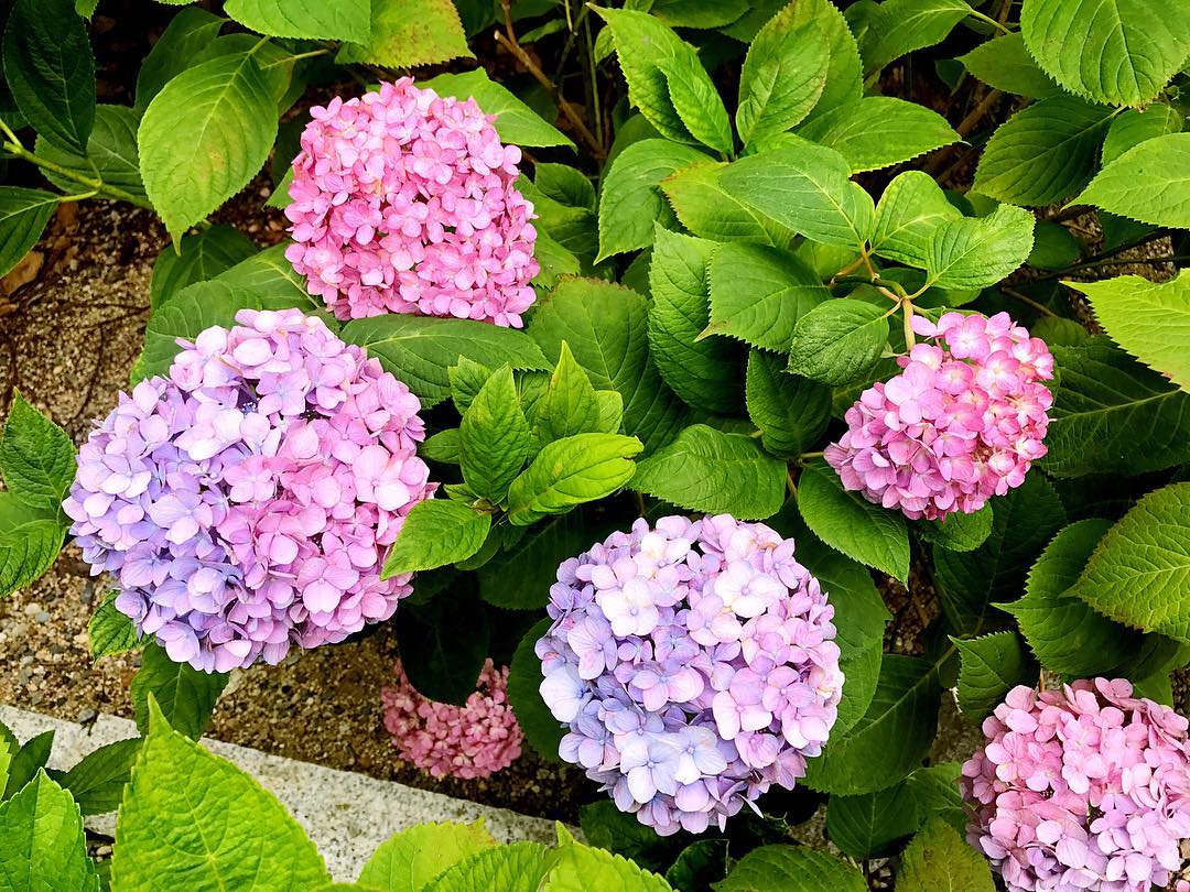 關西紫陽花