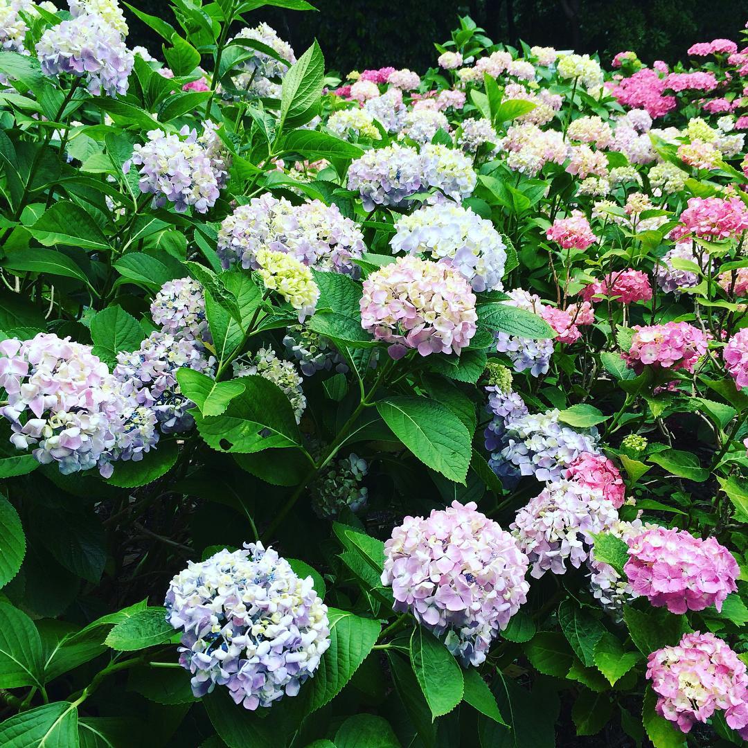 大阪賞花