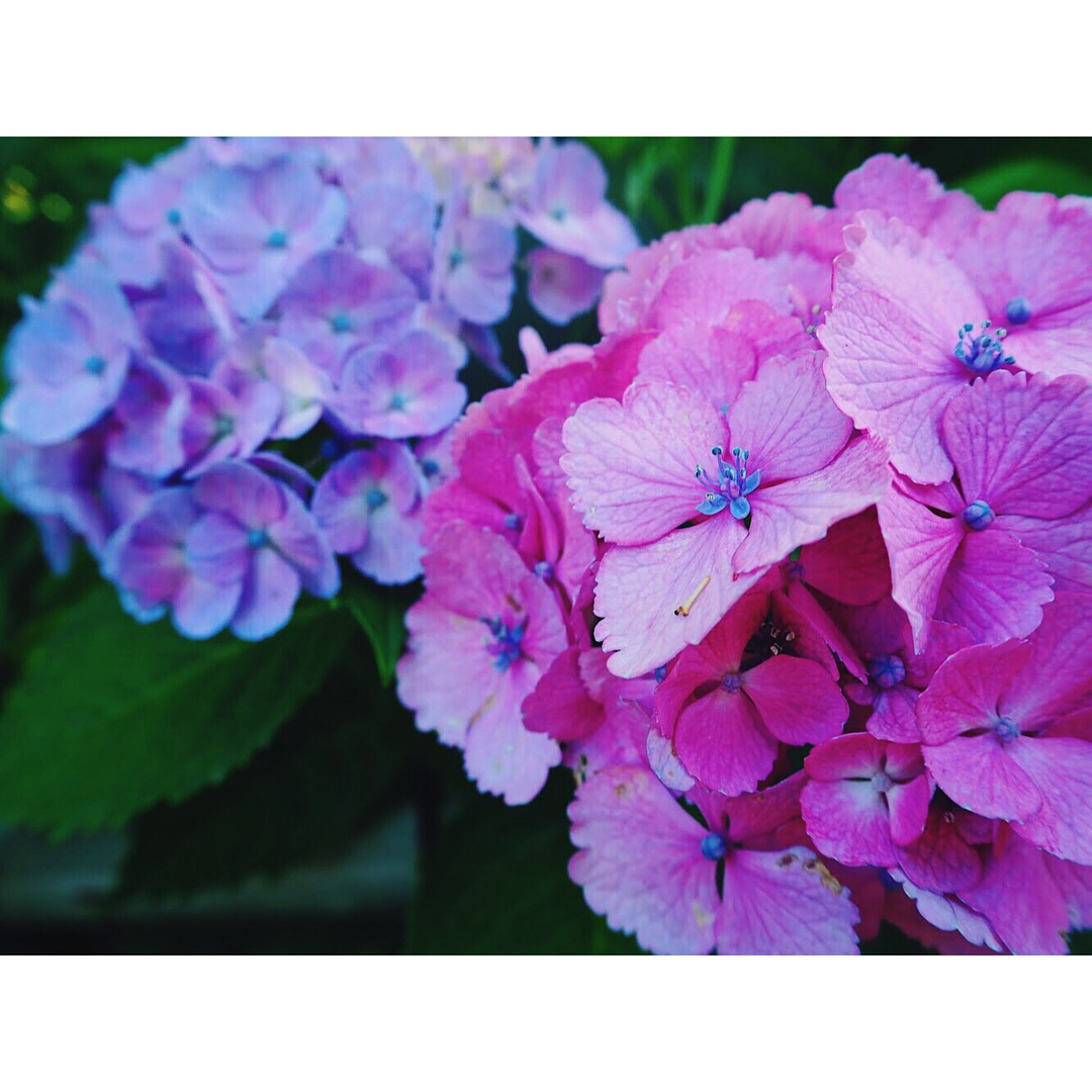 藤森神社 紫陽花