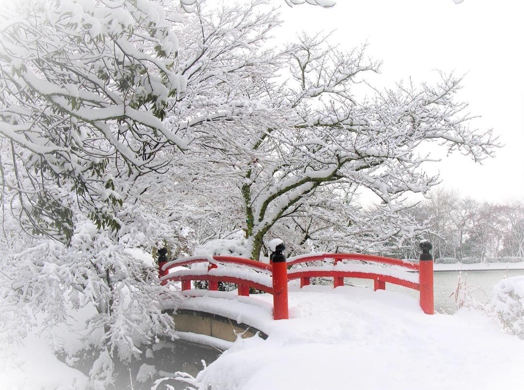 大澤池 大覺寺 冬天
