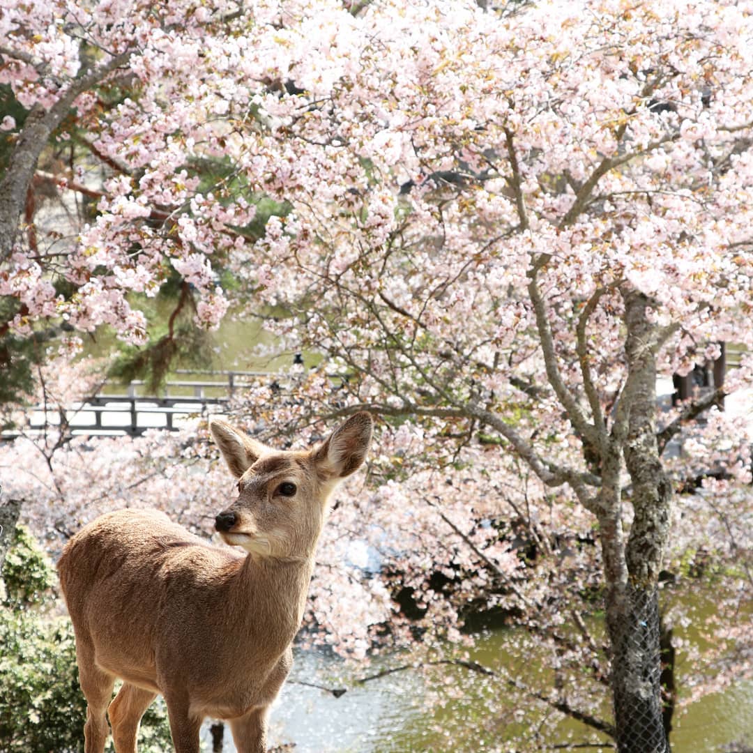 京阪自由行！奈良必去行程懶人包(景點篇) - 奈良公園