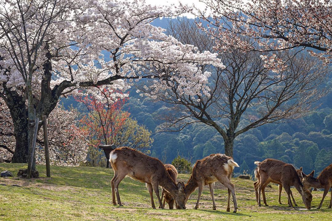京阪自由行！奈良必去行程懶人包(景點篇) - 奈良公園