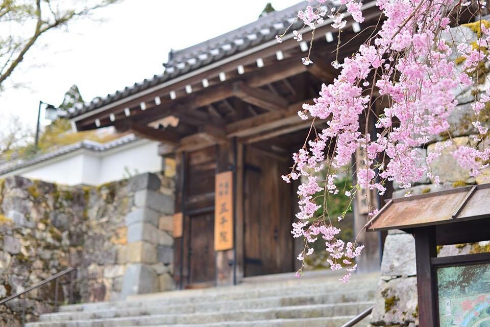 京都大原景點 大原三千院 櫻花