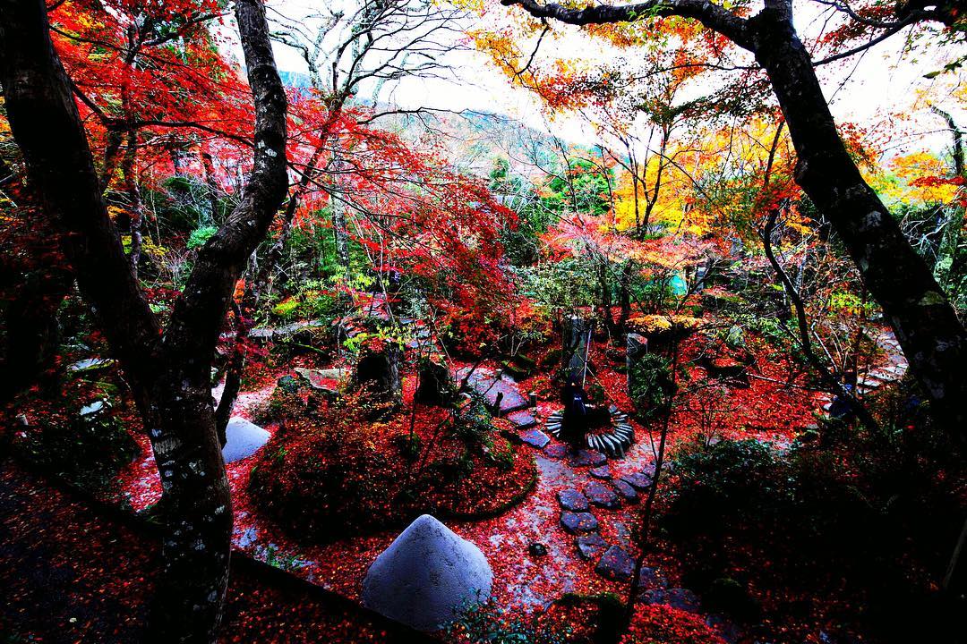 京都大原景點 大原寶泉院（Hosen-In）「額縁庭園」可以欣賞到竹林主題的設計