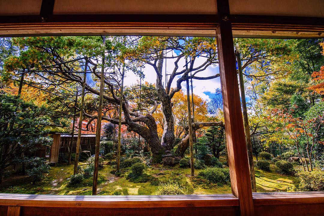 京都大原景點 大原寶泉院（Hosen-In）「鶴亀庭園」內有一棵樹齡超過300年的沙羅雙樹