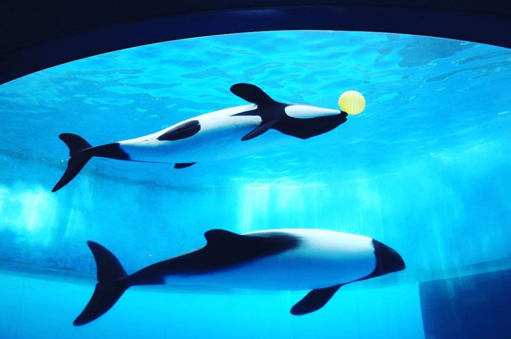 橫濱一日遊 橫濱行程 橫濱必去 橫濱景點 八景島海島樂園​：水族館內的熊貓海豚