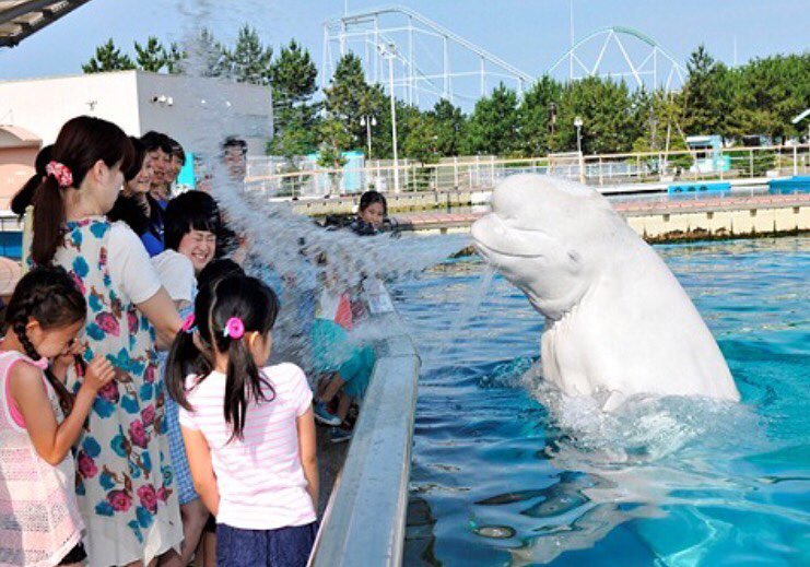 橫濱一日遊 橫濱行程 橫濱必去 橫濱景點 八景島海島樂園​：與白鯨握握手