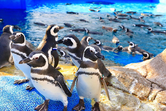 橫濱一日遊 橫濱行程 橫濱必去 橫濱景點 八景島海島樂園​：水族館內的企鵝