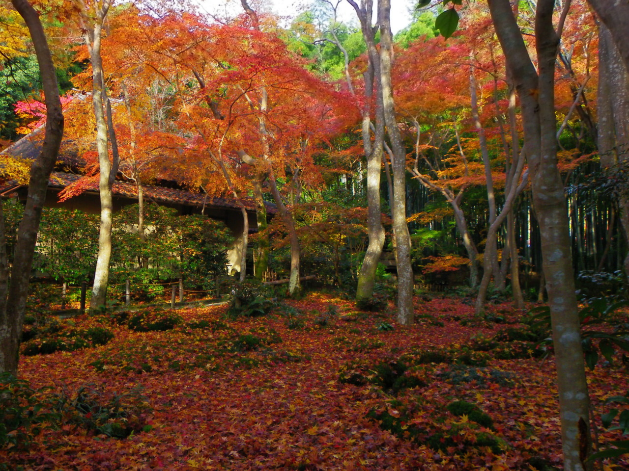 京都一天行程: 嵐山紅葉遊