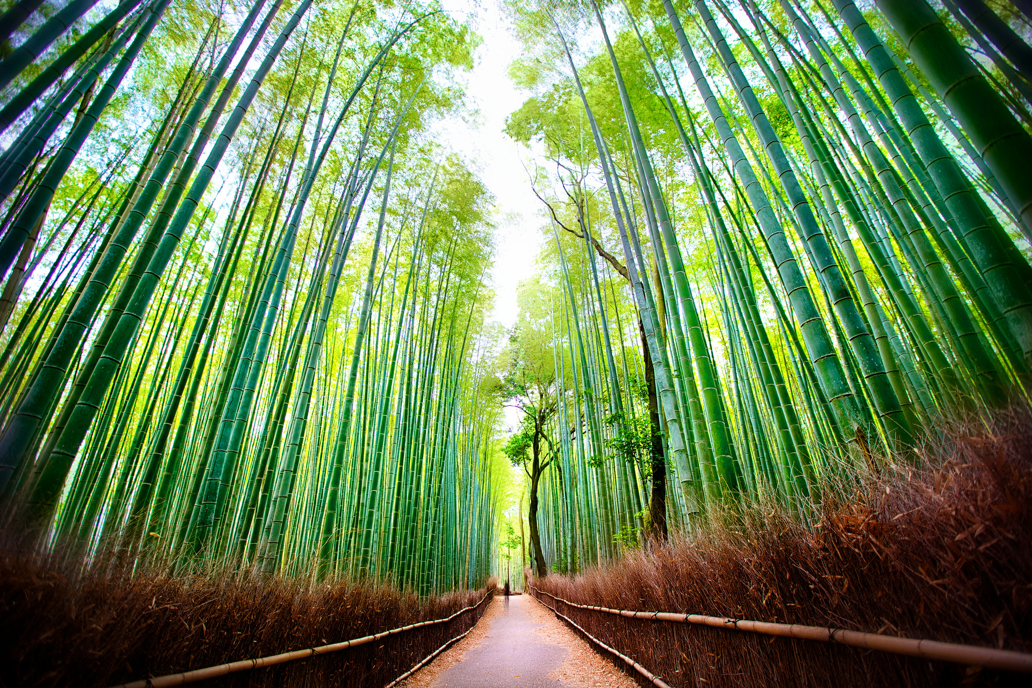 京都一日遊 嵐山 竹林小徑