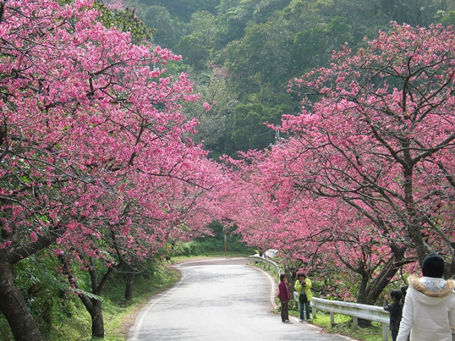 沖繩天氣-冬天 12月、1月、2月 本部八重岳櫻花祭