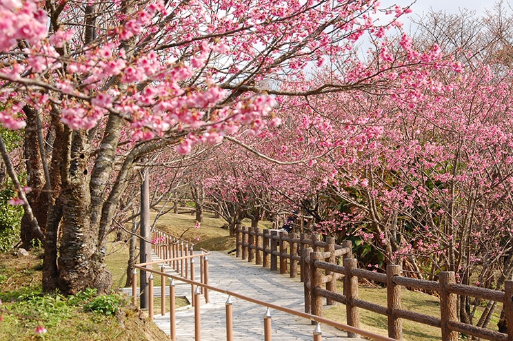 沖繩天氣-冬天 12月、1月、2月 名護櫻花祭