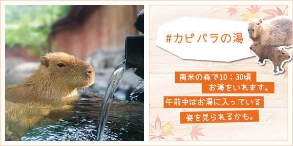 大阪親子公園 岬公園 水豚泡溫泉 カピバラの湯