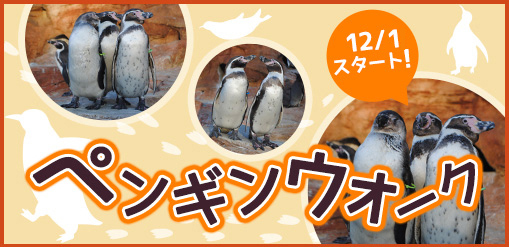 大阪親子公園 岬公園 觀賞企鵝散步 ペンギンウオーク