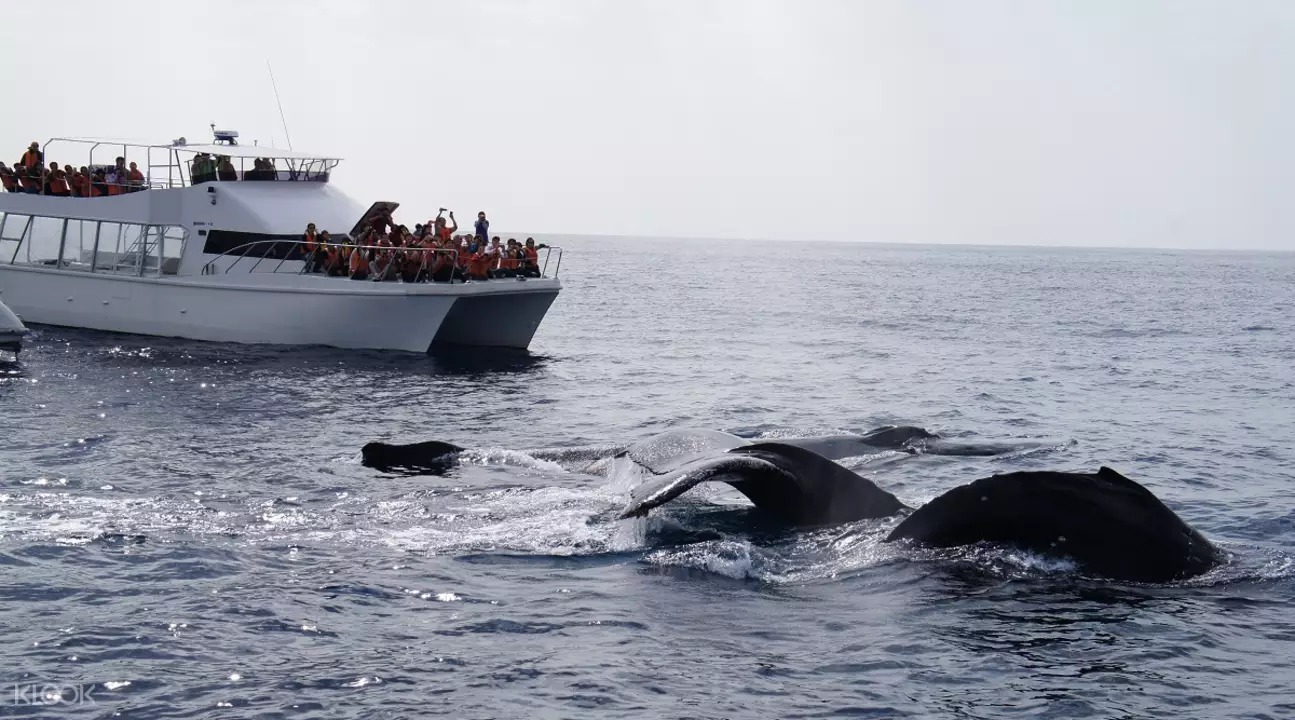 沖繩天氣-冬天 12月、1月、2月 出海賞鯨
