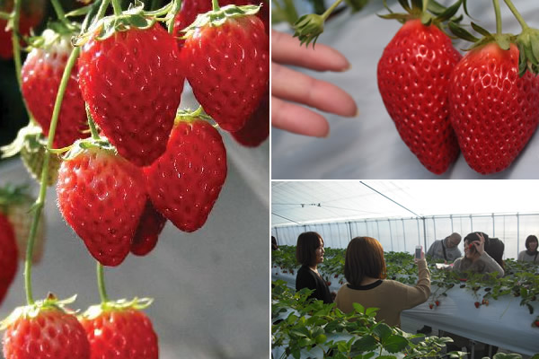 東京草莓園