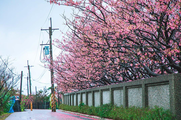 台北 櫻花