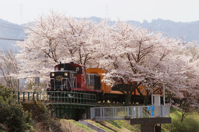 京都 嵐山 櫻花