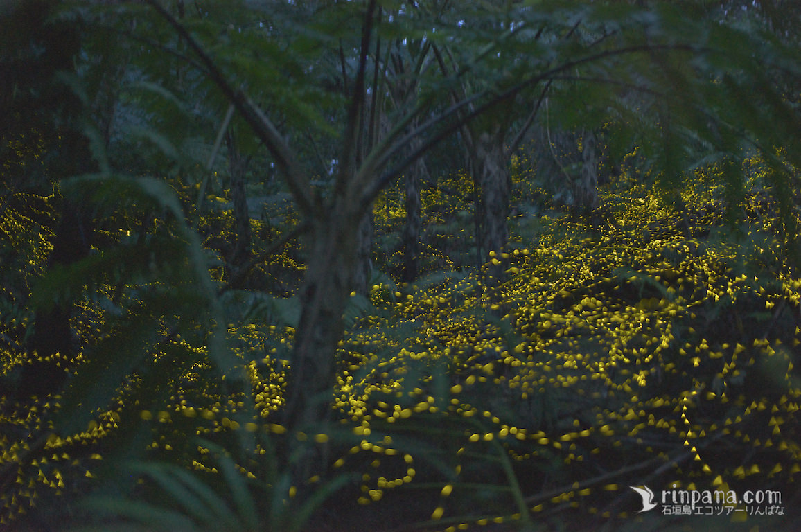 沖繩天氣-春天 3月 4月 5月 八重山姬螢火蟲