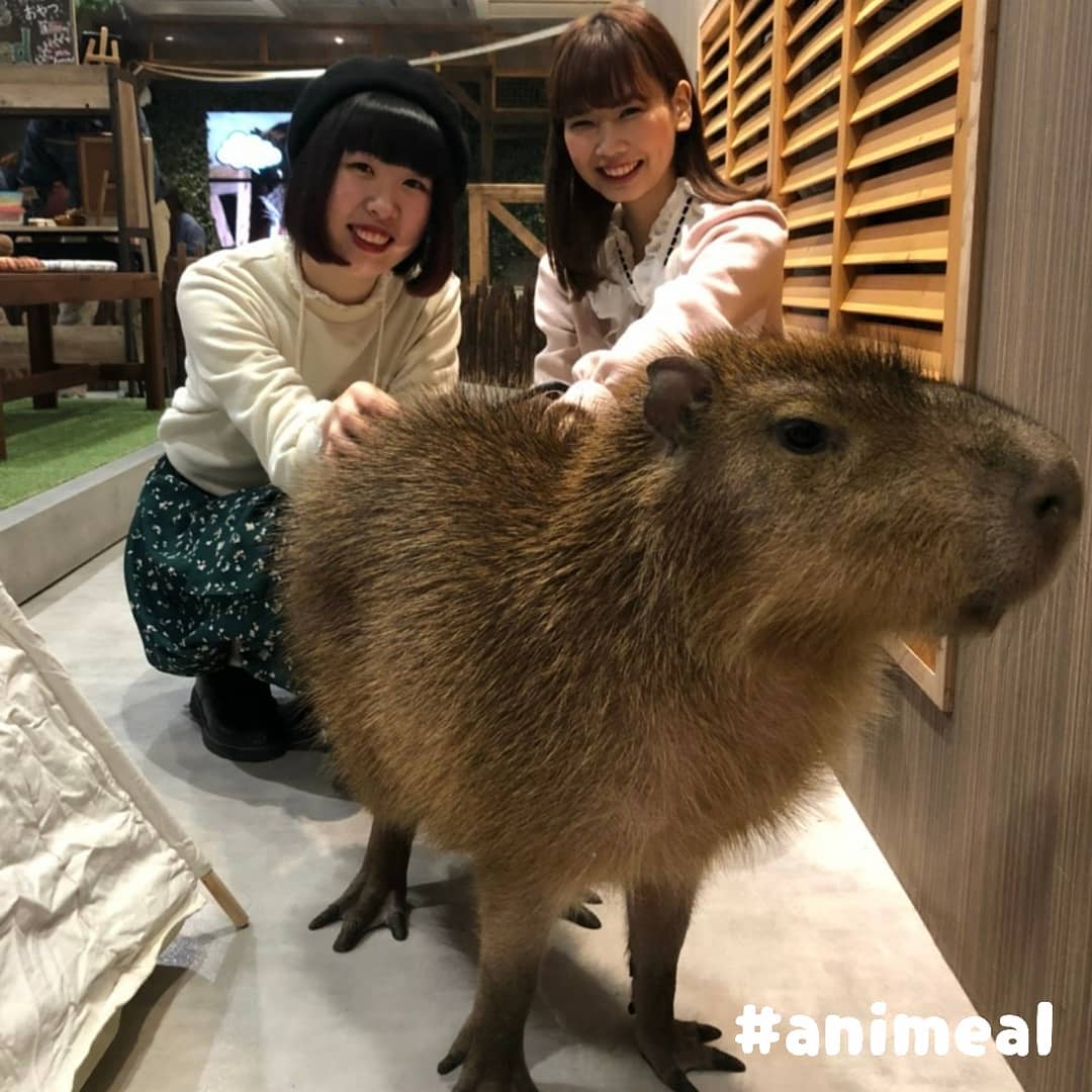大阪動物咖啡廳 Animeal 水豚