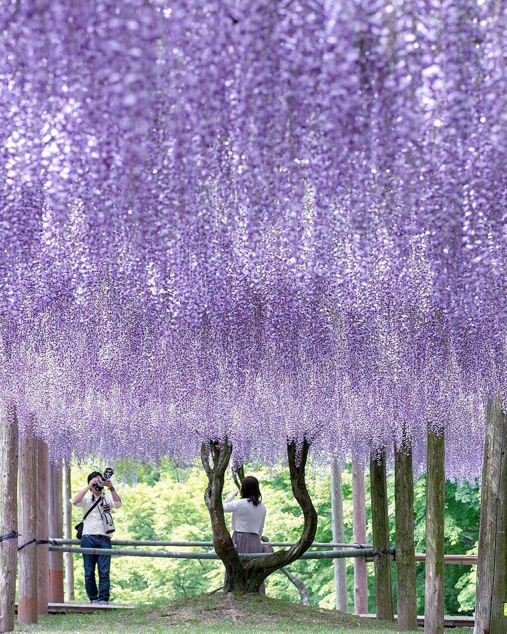 河內藤園 紫藤花