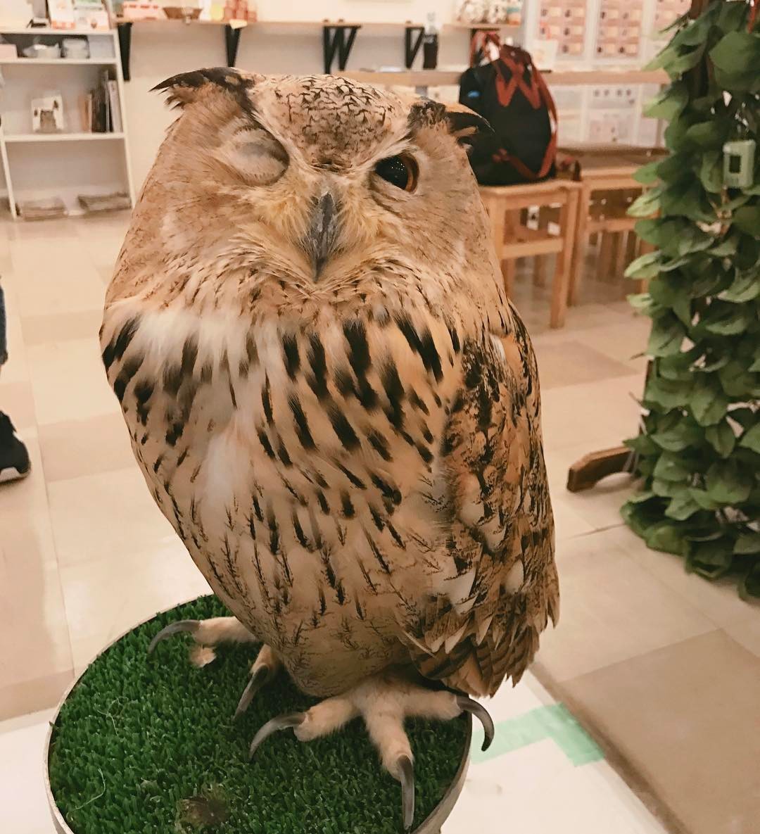 大阪貓頭鷹CAFE Owl Family