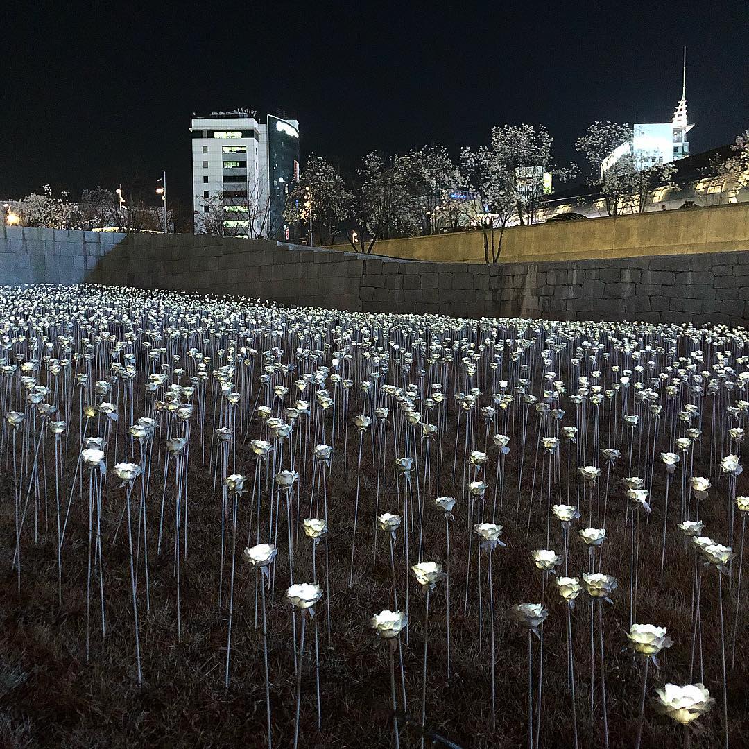 東大門 東大門打卡 韓國必去 韓國活動 韓國景點 首爾必去 首爾景點 LED玫瑰花海 東大門玫瑰花