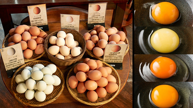 日本雞卵協會名種雞雞蛋