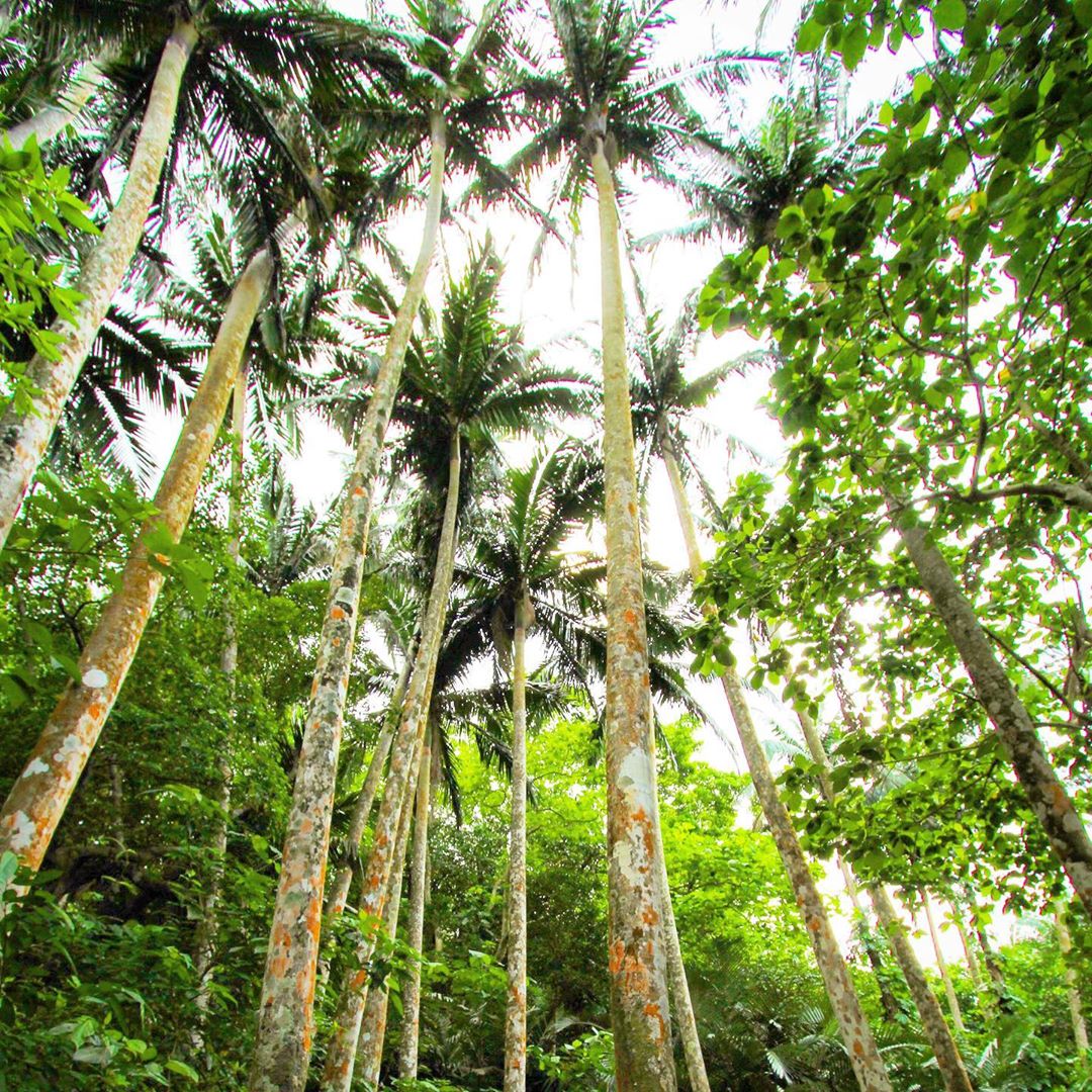 米原棕櫚樹林