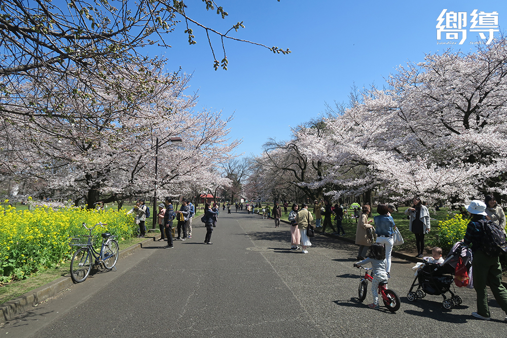 東京隱藏版櫻花景點，當地人才知道的賞櫻景點：小金井公園