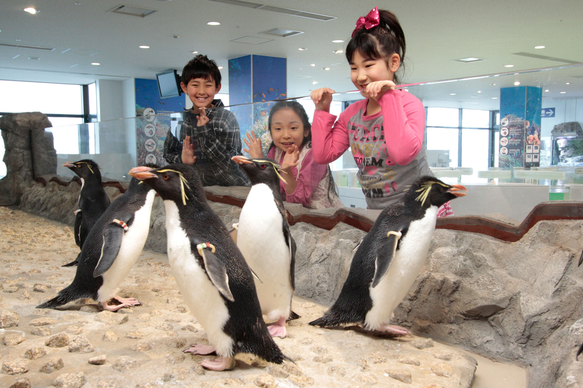 大阪海遊館 企鵝